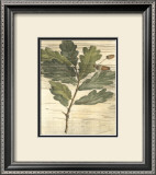 Weathered Oak Leaves II Prints by Gerard Paul Deshayes
