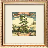 Basil Print by Theodor de Bry