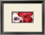 Anemonen Duo II Print by Frauke Meszaros