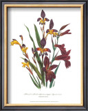 Sphoerospora Imbricata Art by Jane W. Loudon