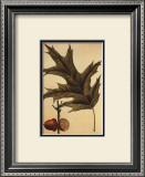 Red Oak Prints by Francois A. Michaux