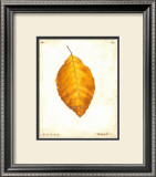 Beech Leaf Prints by Meg Page