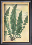 Forest Sword Fern Posters by Walter Robertson