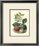 Plum Blossom Prints