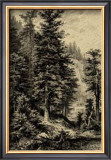 Noble Fir Posters by Ernst Heyn
