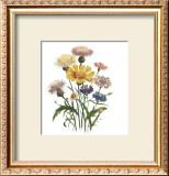 Centaurea Crocadylium Prints by Jane W. Loudon