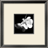 Quince Blossoms I Art by Renee Stramel