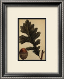 Over Cup White Oak Prints by Francois A. Michaux