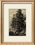 Arolla Pine Print by Ernst Heyn