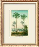 Coco Palm Art by Ch. Lemaire