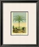 Maximiliana Palm Prints by Ch. Lemaire