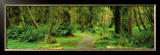 Road through Temperate Rain Forest, Olympic Peninsula Prints by John Lawrence