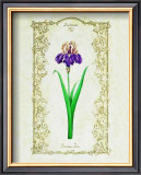 German Iris Posters by Eva Komura