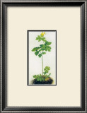 Greater Celandine Posters by Albrecht Dürer