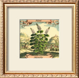 Mint Print by Theodor de Bry