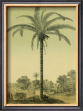 Astrocaryum Palm Print by Ch. Lemaire