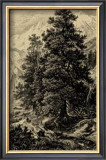 Arolla Pine Prints by Ernst Heyn