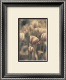 Tinted Tulips I Art by Thea Schrack