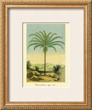 Maximiliana Palm Prints by Ch. Lemaire