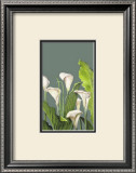 Calas Blancas II Prints by Ximena 