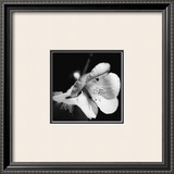 Quince Blossoms II Posters by Renee Stramel