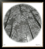 Sunlit Clearing Limited Edition Framed Print by Ken Paul