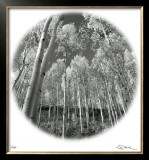 Sunlit Forest Limited Edition Framed Print by Ken Paul