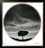 Sunlit Tree Limited Edition Framed Print by Ken Paul