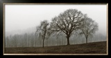 Autumn Fog Print by Ily Szilagyi Autumn Fog Print by Ily Szilagyi