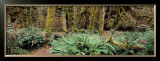 Rain Forest, Pacific Rim, Vancouver Prints by Axel M. Mosler