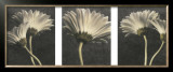 Five Daisy Prints by Dianne Poinski