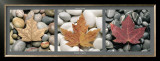 Feuilles et Galets Prints by Laurent Pinsard