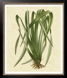 New Zealand Flax Prints