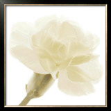 Carnation II Print by George Fossey