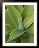 Agave Limited Edition Framed Print by Pip Bloomfield