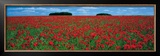 Cotswolds, Field of Poppies Posters by Tom Mackie
