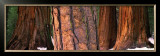 Californian Redwood Trees, California Posters by John Lawrence