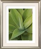 Agave Limited Edition Framed Print by Pip Bloomfield