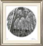 Sunlit Forest Limited Edition Framed Print by Ken Paul