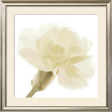 Carnation II Posters by George Fossey