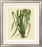 New Zealand Flax Poster