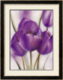 Purple Blossom II Prints by Caroline Wenig