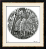 Sunlit Forest Limited Edition Framed Print by Ken Paul