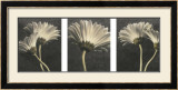 Five Daisy Art by Dianne Poinski