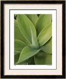 Agave Limited Edition Framed Print by Pip Bloomfield
