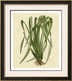 New Zealand Flax Prints