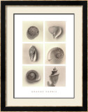 Shell Composition Prints by Graeme Harris