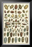 Seba Shell Collection VI Prints by Albertus Seba
