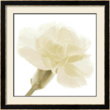 Carnation II Print by George Fossey