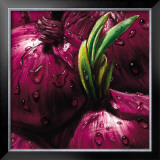 Onions Art by Alma'ch 
